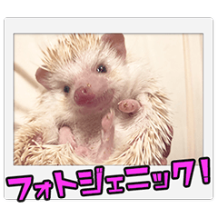 shoyu the hedgehog stamp