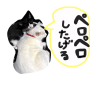 cat cute!