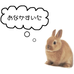 Rabbit...Kinako