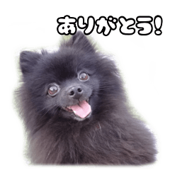 ポメころび様＊ こんなにも小さかったポメが…』思っていたのと違いすぎる、衝撃
