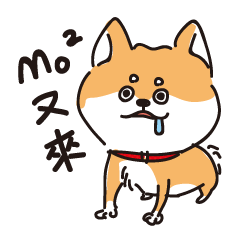 Chai dog MOMO 2