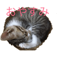 猫のゆんゆん Line スタンプ Line Store 猫のゆんゆん Line スタンプ Line Store
