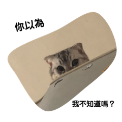 不一樣的貓生