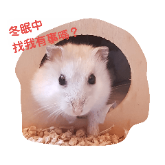 Mina的雪寶❤1