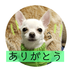 ARISA_20190125135251