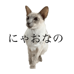 Suzu_20190124233106