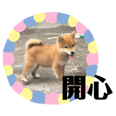 柴犬寶寶菜桃