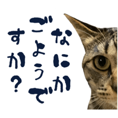 brown tabby cat nanaki