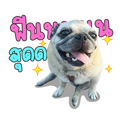 Lovepug Padaw 2