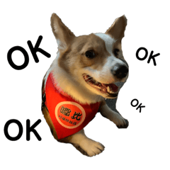 柯基犬X嘟比二
