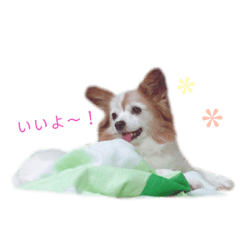 papillon dog_cherry