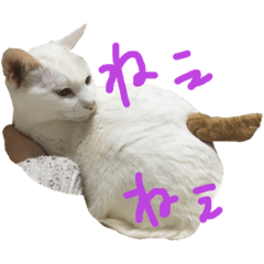 suzu_cat