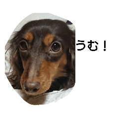 cocoa_20190125221258