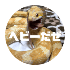 animal is 2