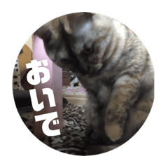 Cat at 3