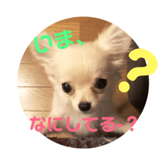 mameta.mei.(dog )stamp