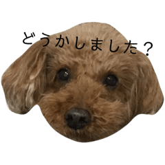 Miyuki_20190126162745