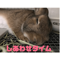 hide_20190126083624