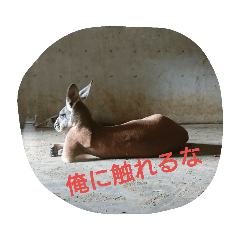 Oh nooo!!!(animal)