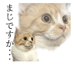 NEKOsss