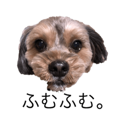 cocoa_20190126222309