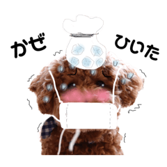 toy poodle stamp3