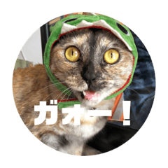Cat at 5