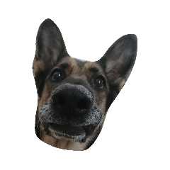 7Dogs_20190125225402