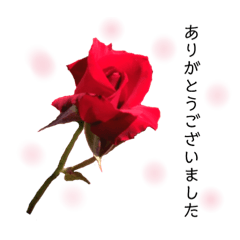 キレイなお花のスタンプPart4