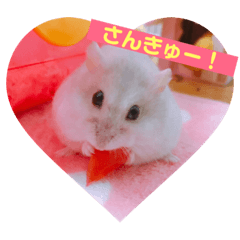 My Princess Puku