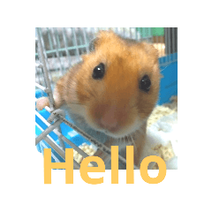 hamster hamsters