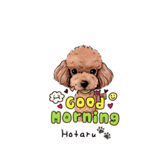 Toy poodle Hotaru