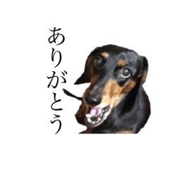 Scott Hibiki Dog (3)