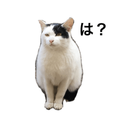 Jellicle Cats