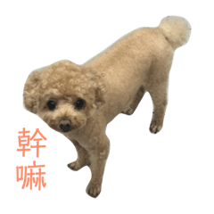 媽寶的人生
