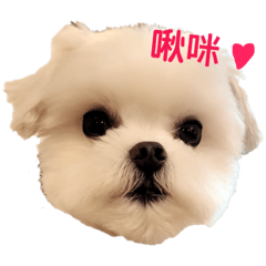 阿肥小肥
