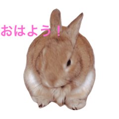 rabbit youchan!