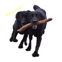 MIZUKI_20190128190736