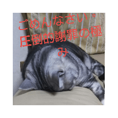 DANSIKOUKOUSEINOKAINEKO_20190128015513