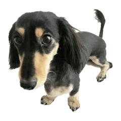 MiniatureDachshund_muu-chan 2