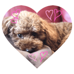 toypoodles_chocon