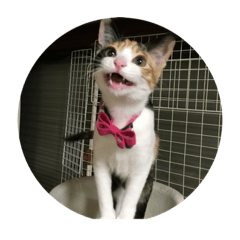 Cute cat Sara