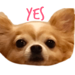 Kinako_Chihuahua_stamp