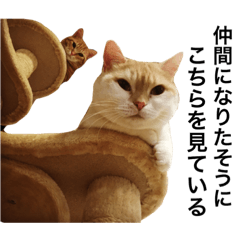 Munchkin cat -Cai & Sora-