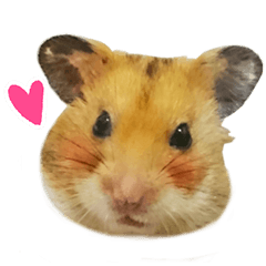 Hamster Xiao-Cang's Happy Life
