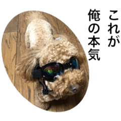 わんs