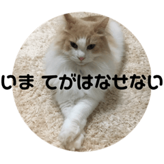 mayu_20190120230419