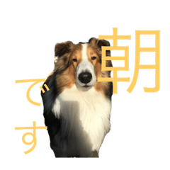 l.l