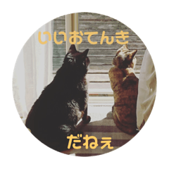 suzu_20190129013514