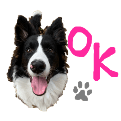 Juno the Border Collie